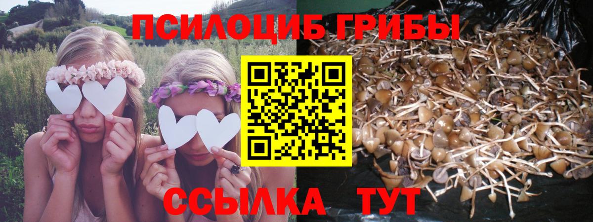 Дятьково  Галлюциногенные грибы Magic Shrooms  Вход с VPN  где найти наркотики  Псилоцибиновые грибы Psilocybine cubensis 